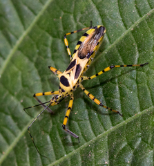 Zelus armillatus