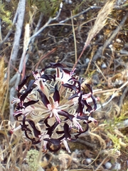 Pelargonium auritum auritum