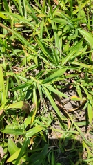 Paspalum modestum