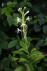 Habenaria macroceratitis