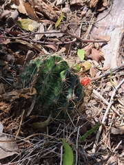 Hamatocactus setispinus