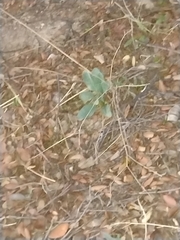 Cynoglossum cheirifolium