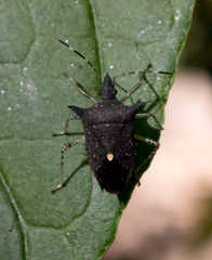 Proxys albopunctulatus