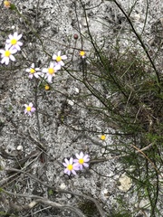 Senecio umbellatus