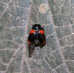 Cryptocephalinae