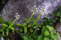 Habenaria macroceratitis