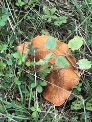 Leccinum aurantiacum