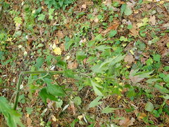 Leonurus quinquelobatus