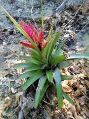 Tillandsia