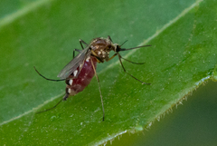 Aedes scapularis