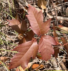 Toxicodendron pubescens