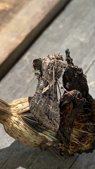 Ctenoplusia oxygramma