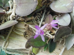 Meiracyllium trinasutum