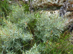 Grubbia tomentosa