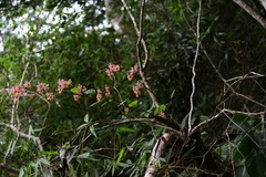 Trichocentrum andreanum