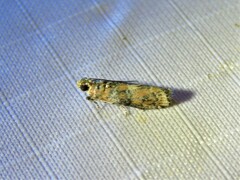 Sciota rubrisparsella