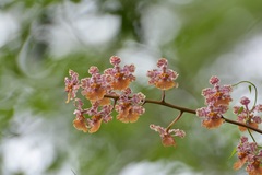 Trichocentrum andreanum