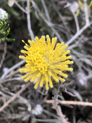 Leucospermum prostratum
