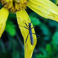 Micrelytra fossularum