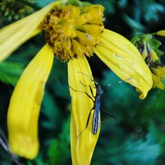 Micrelytra fossularum