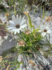Dimorphotheca nudicaulis