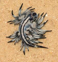 Glaucus atlanticus