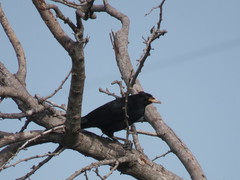 Molothrus oryzivorus