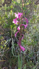 Watsonia