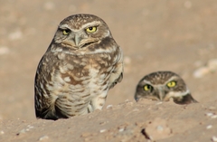 Athene cunicularia hypugaea