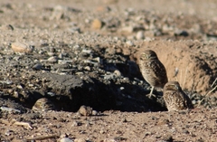 Athene cunicularia hypugaea