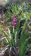 Watsonia