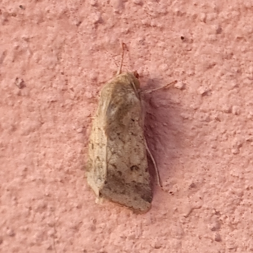 Photo of Cotton Bollworm Moth (Helicoverpa armigera)