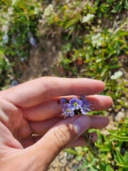 Veronica gentianoides