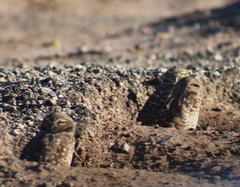 Athene cunicularia hypugaea