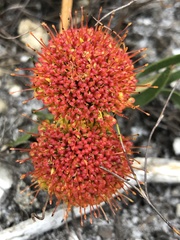 Leucospermum prostratum