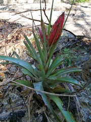 Tillandsia