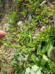 Veronica gentianoides