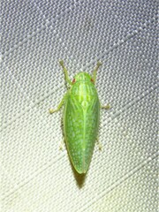 Gyponana