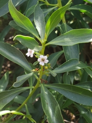 Myoporum