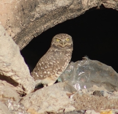 Athene cunicularia hypugaea