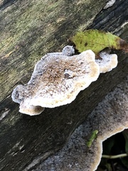 Coriolopsis gallica