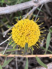 Leucospermum prostratum