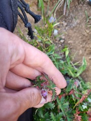 Geranium gymnocaulon