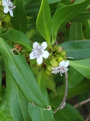 Myoporum