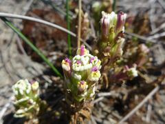 Castilleja ambigua