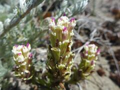 Castilleja ambigua