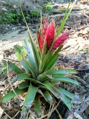Tillandsia