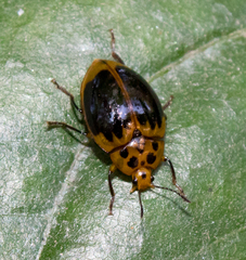 Iphiclus ephippium