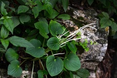 Peperomia lanceolatopeltata