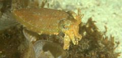 Sepia latimanus